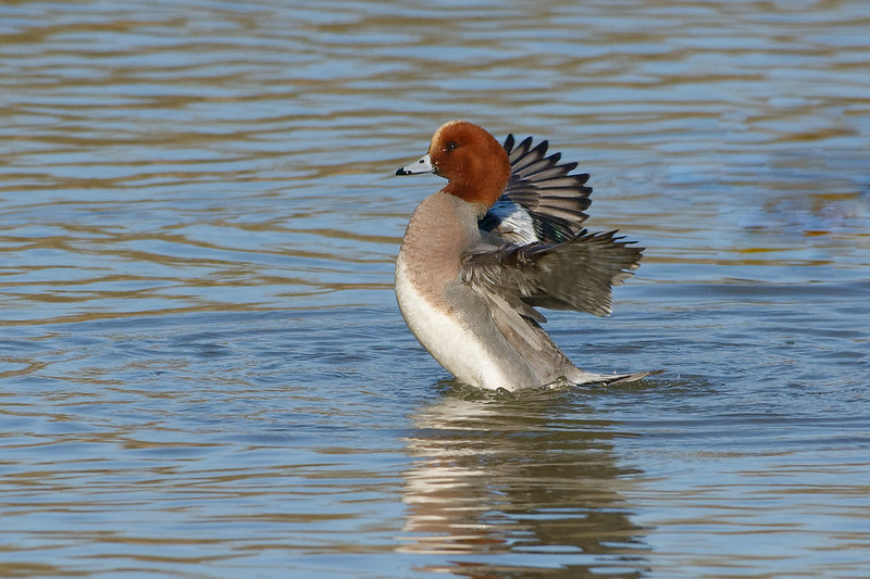 Canard siffleur.jpg